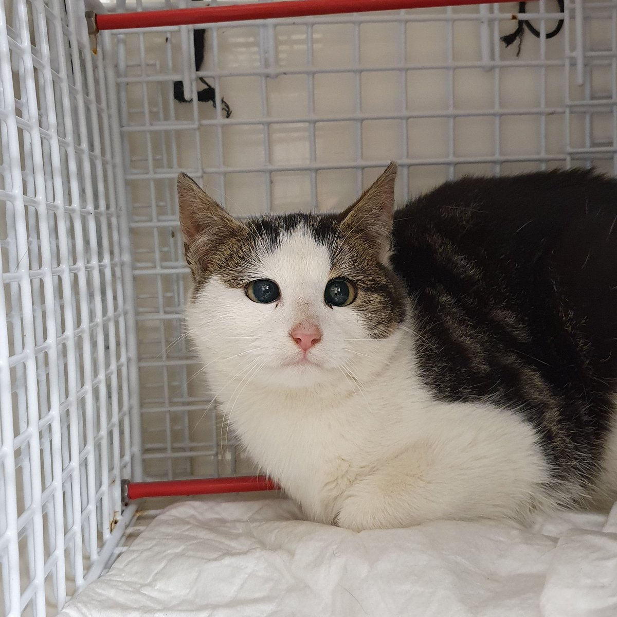 beccajschofield's tweet photo. Feral cat in for TNR last week. Strabismus, overbite, short limbs/tail. Working towards a county where every cat is looked after, regardless of circumstance 💜 Trapped @GarstonRescue, funded @catsprotection, neutered @rescuemeanimal 🥰 #TeamworkMakesTheDreamWork #MerseysideCats https://t.co/3U3X5IIBZh