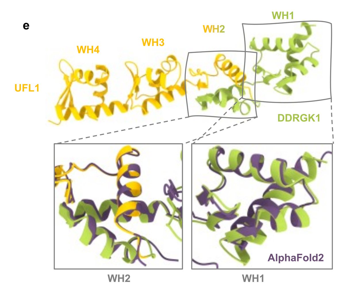 With the help of Michail Isupov, we also determined the structure of our fusion protein, and found that overall it matches the AlphaFold2 prediction with 1.4 Å backbone RMSD!