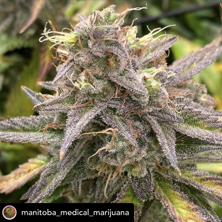 CanukSeeds's tweet photo. Repost 📸 from @manitoba_medical_marijuana 

Wow nice work and care to these girls 🖤

Wedding Cake (a.k.a Pink Cookies) is a mostly-indica hybrid created by crossing Girl Scout Cookies and Cherry Pie.

#thankyou #customerappreciation #repost #canuk #growyourown https://t.co/MorLNj4wer
