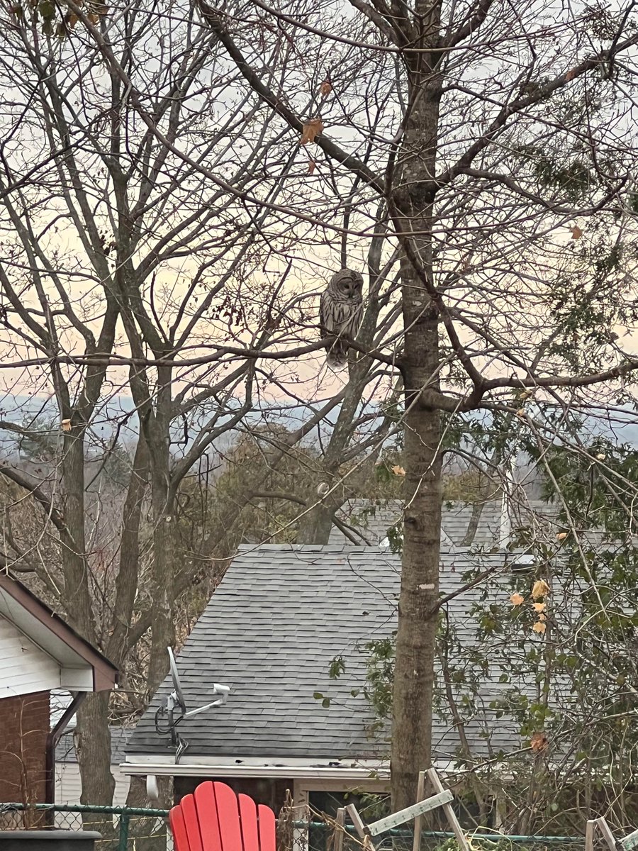 slashBirding's tweet photo. Can anyone identify what type of owl this is?
https://t.co/gPPChJ2IjZ
#birding https://t.co/zQZTMqekzb