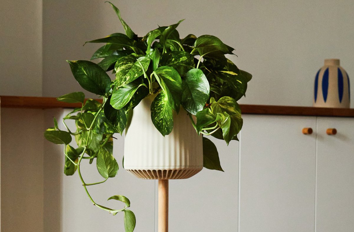 .<a href="/neoplants/">neoplants</a> a newly launched #synbio company, used #bioengineering and directed evolution to create a houseplant designed to fight #airpollution. Learn more: ow.ly/qmWT50LnYur #genomeediting #agbio