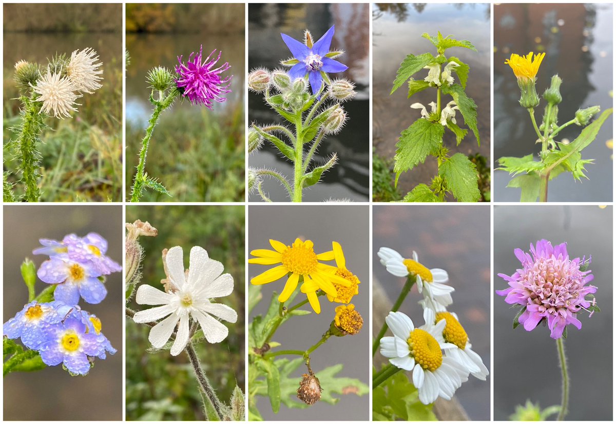 I found 10 wildflowers this week while walking along waterways, a little raggedy but still upright (the flowers, and me). They include marsh thistle in in pink and white, borage, scabious, ragwort and feverfew. #wildflowerhour #thewinter10 #wildflowers #waterways #365DaysWild