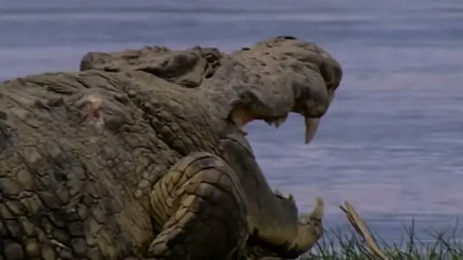 Africa's biggest crocodile, Gustave has eaten over 300 people from the banks of the Ruzizi River and the northern shores of Lake Tanganyika in Burundi.

It weighs 900kg. Several attempts have been made to capture and kill it since the 1990s.

Its body has three bullet wounds.