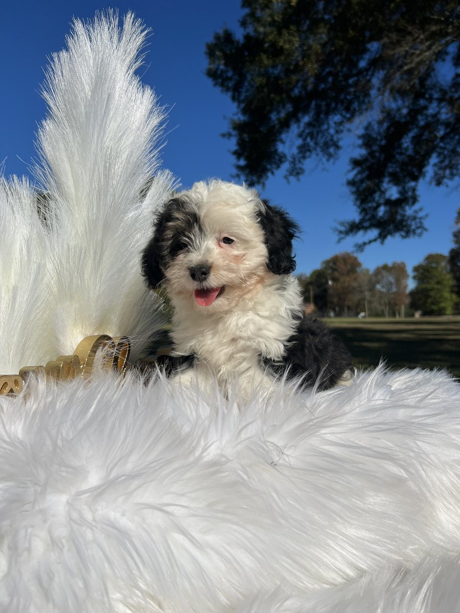 LynchMaddie's tweet photo. Toy Aussiedoodles for sale! https://t.co/BWa3f0BABj