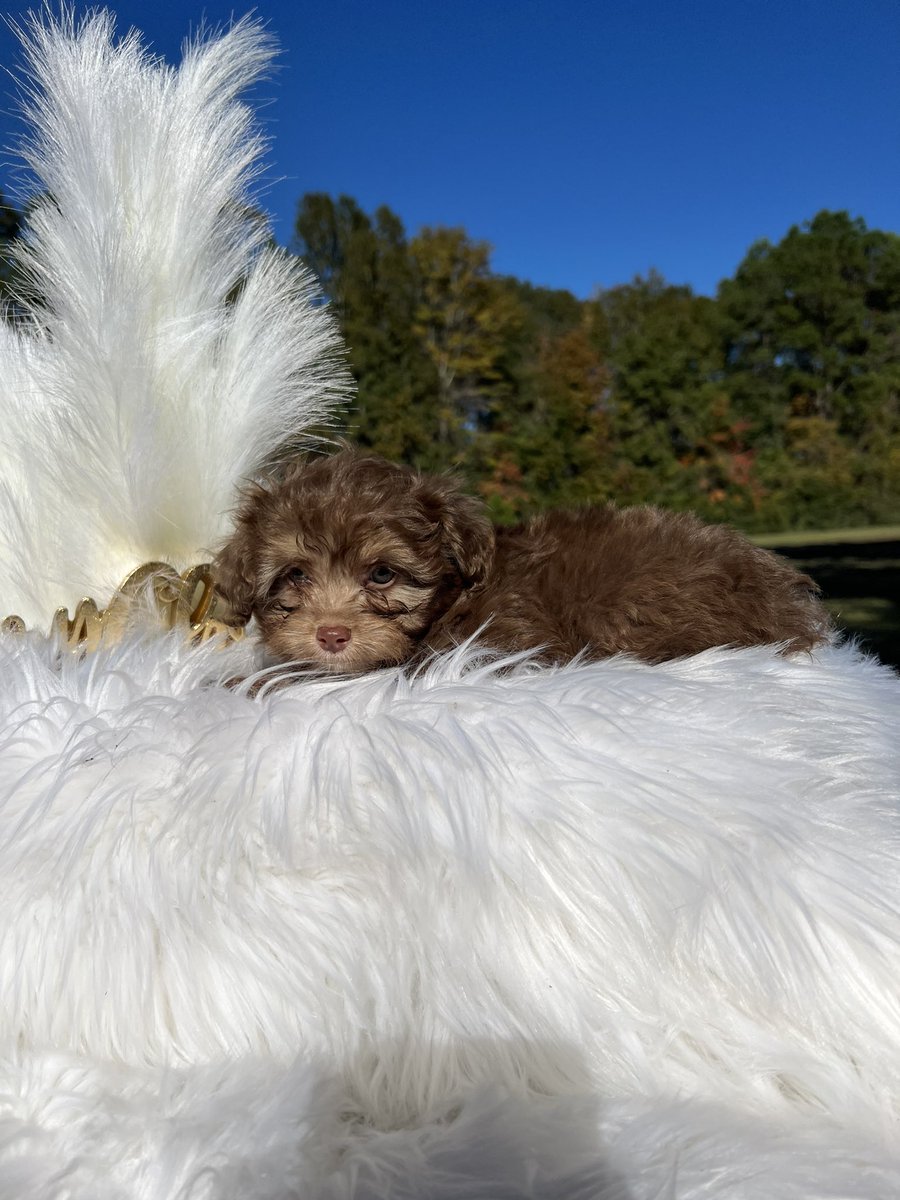 LynchMaddie's tweet photo. Toy Aussiedoodles for sale! https://t.co/BWa3f0BABj