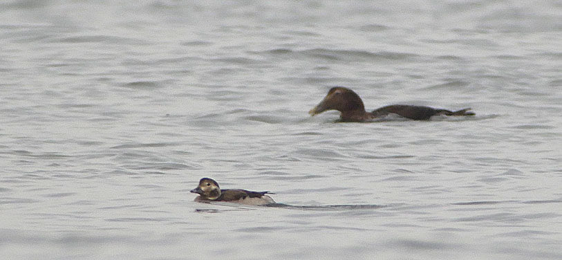SouthSiderUK's tweet photo. Digiscoped shot of the Long-tailed Duck in amongst the Eider off Tuned In, Redcar this afternoon. ⁦@teesbirds1⁩ ⁦@nybirdnews⁩ https://t.co/cu3K81I4F6