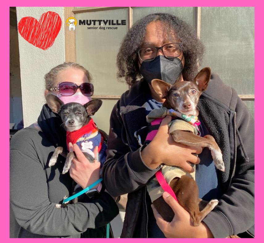 Lucky bonded pair Tilia & Juniper went #forverhome to #SanFrancisco with Ryiah & Charlotte, who wanted two small dogs that need each other, Bingo! They're excited to  share their lives as a family! 🎉