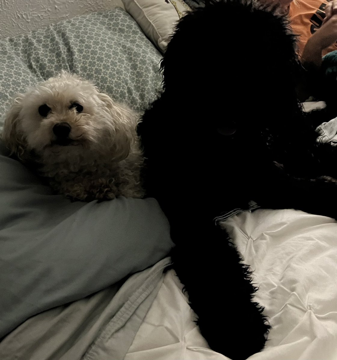 urbans5thgrade's tweet photo. Gratitude Challenge day 25… something soft I am grateful for is my sweet puppies Aggie and Lewie! They make my heart happy💜 #FISDMadeToShine #WMSGratitude https://t.co/joekBYtYJb