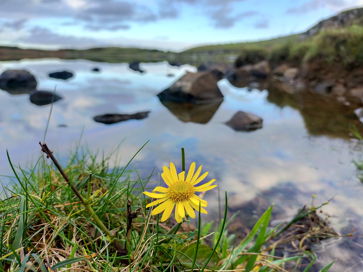 _Stickybeak's tweet photo. Pausing for reflection with a solitary Marsh Ragwort bloom, a rare moment of absolute calm on Rathlin this week #wildflowerhour https://t.co/b7cvFtNR2P