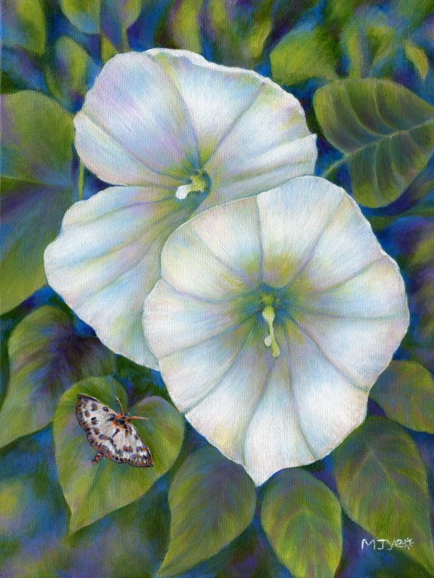 nature2canvas's tweet photo. #georgiaokeeffe style #botanical #bindweed #convulvulus #art #painting #forsale :
https://t.co/eokE1lz15p https://t.co/GtCVe4cWM2