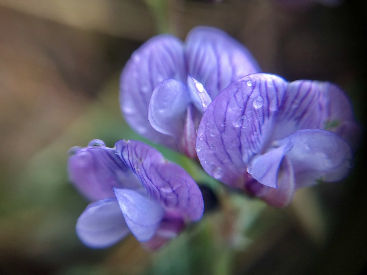botany_beck's tweet photo. To say it’s been wet here this week would be an understatement!! Still looking beautiful for #WildFlowerHour though, Musk Mallow, Malva moschata on the left and a solitary Bush Vetch, Vicia sepium on the right. 💦 https://t.co/LF1mm58qUF