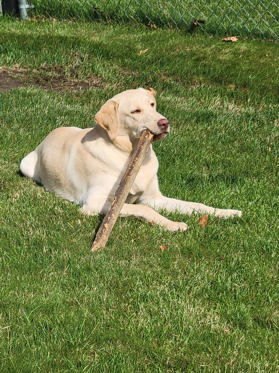 Happy 1st Birthday to Carver Lee!!! Such a good girl!! <a href="/eastman_kennedy/">Kennedy Eastman</a>