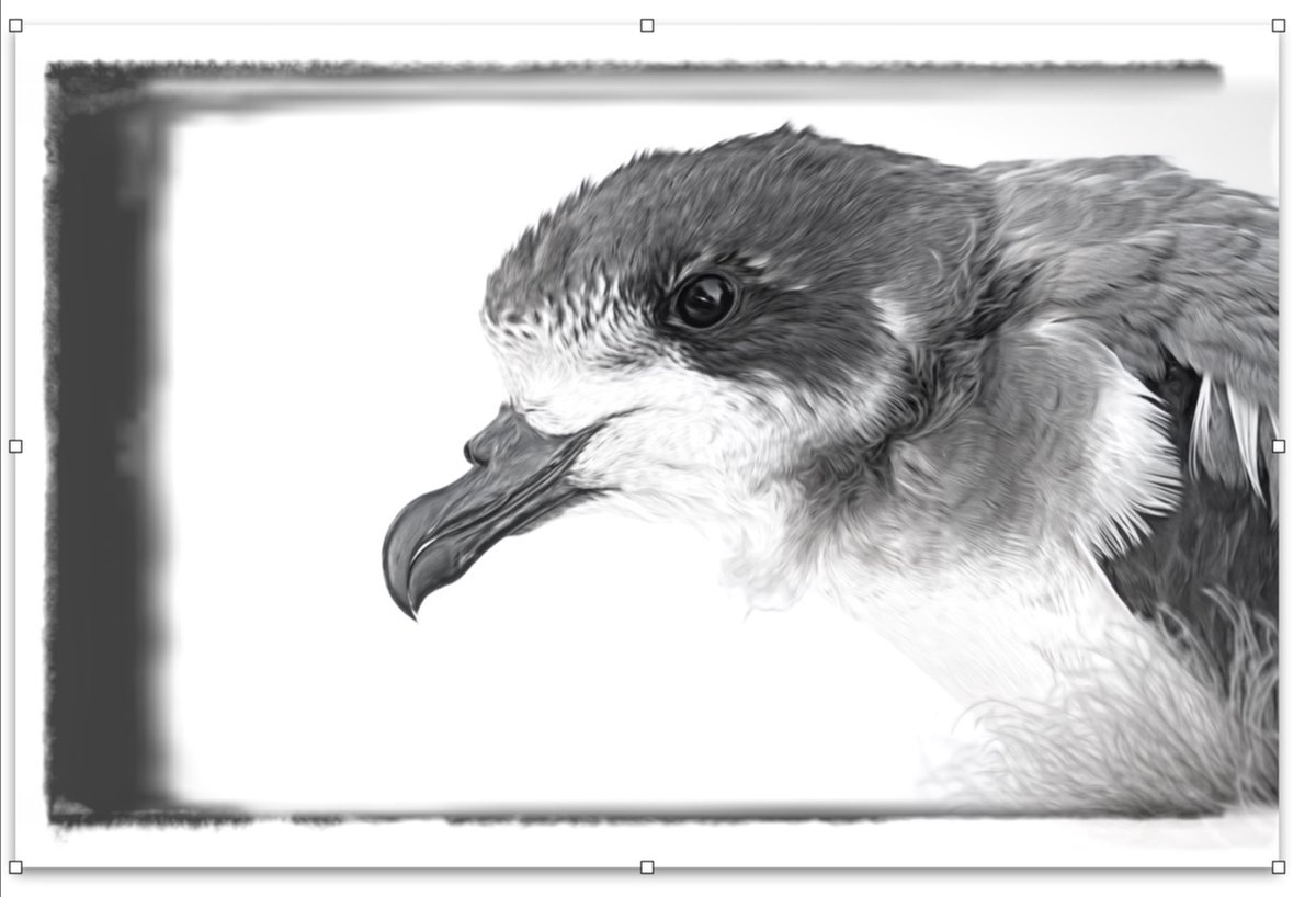 Nonsuch Expeditions tweet media