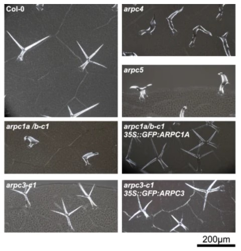 science_charles's tweet photo. Not all subunits are equal? #Protein complex #Arp2/3 has seven and most knock-out #mutants are known with typical distorted #trichomes and #defects in #cell #adhesion. A new mutant has been described in @SciReports and ... it has normal trichomes?
🔗https://t.co/jRNSMpkxlY
(MK) https://t.co/cZAEz1sMQv
