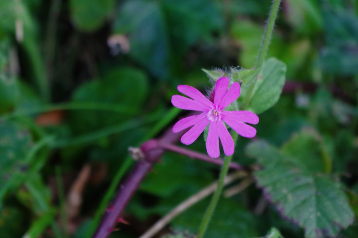 JohnBryant1404's tweet photo. #wildflowerhour Red Campion is just one of many dicots still in flower in #Devon https://t.co/0gSBwINoQw