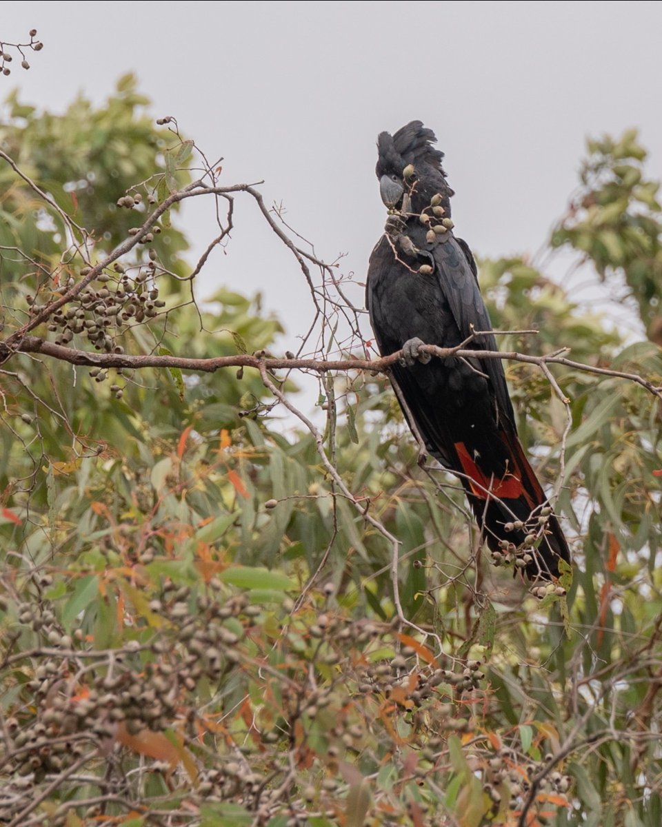 Bush Heritage tweet media