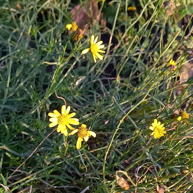 kylenano's tweet photo. Ragwort, in the afternoon sun on Friday.
#WildFlowerHour https://t.co/zibbJl7YpH