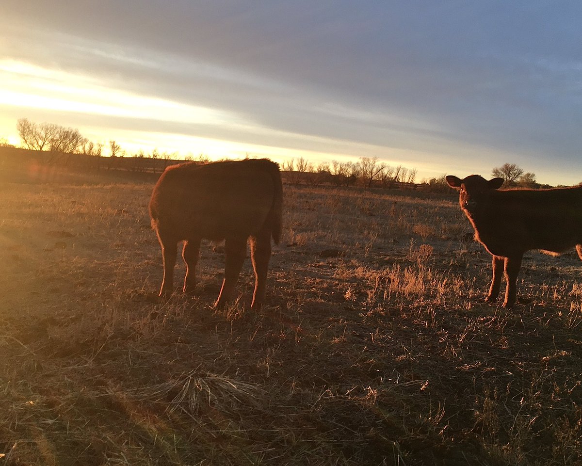 I don’t think there’s anything a few red babies and a sunrise can’t fix