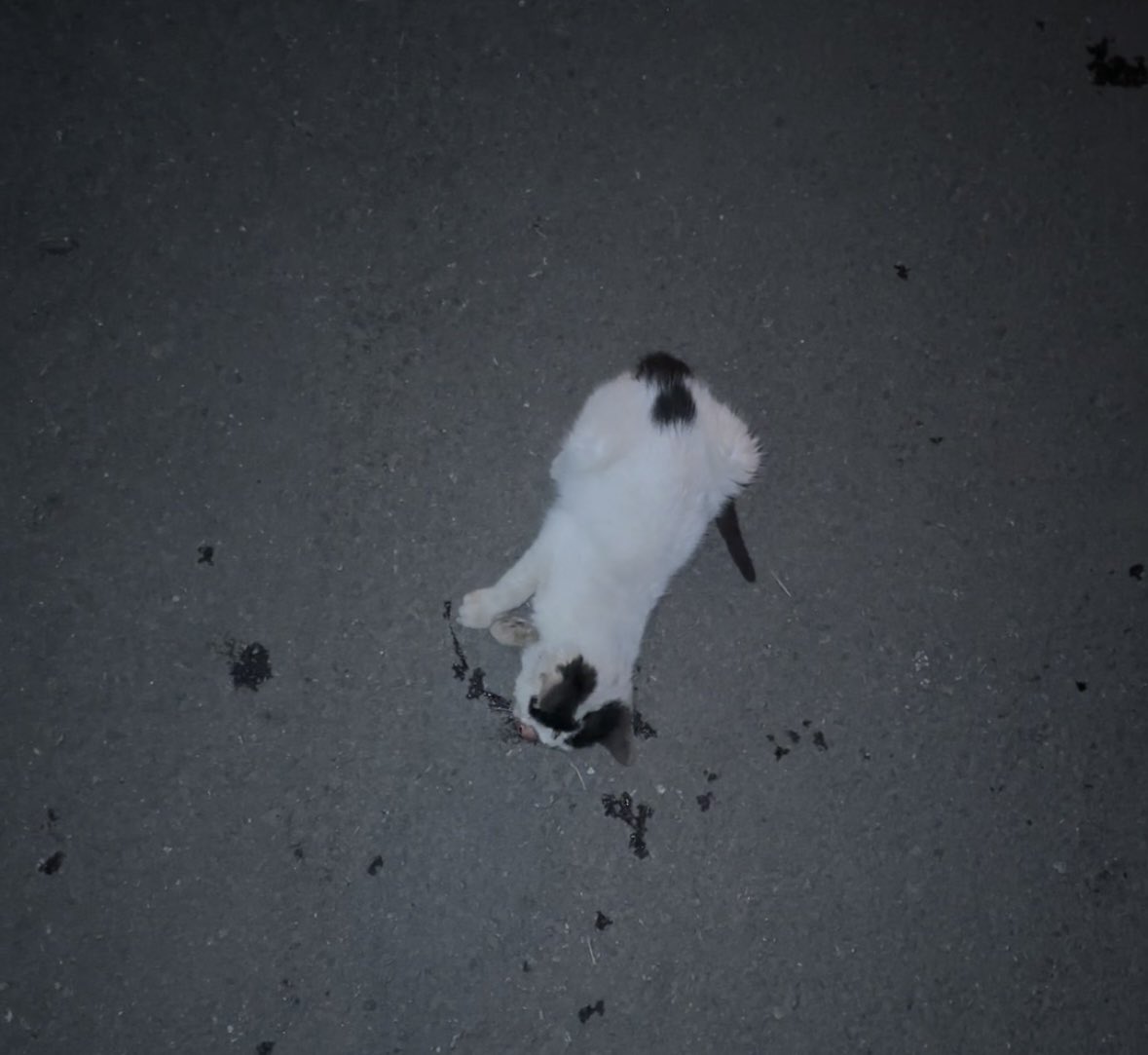udumbara_'s tweet photo. Saat 22:45 civarı yolda yaralı buldum, 153’ü arayıp talep formu oluşturduktan sonra hemen arayıp tam konumumu istediler, 15 dakika geçmeden görevli beyefendi gelip kediciği aldı. Yarın klinikten bilgi alacağım.
Teşekkürler @trortahisarbel 

#Konyadakatliamvar https://t.co/nyX0OHCuOX
