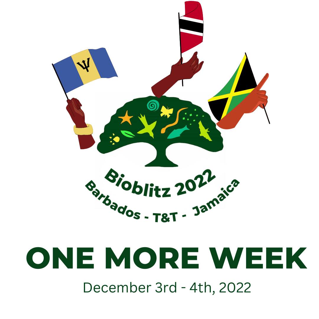 #TrinidadandTobago are you ready?
#Barbados are you ready?
#Jamaica are you ready?
#Bioblitz 2022 is nearly here! 🥳
Anyone in 🇹🇹🇯🇲🇧🇧 can take part by joining our <a href="/iNaturalist/">iNaturalist</a> project &amp; photographing #nature in their backyard next weekend! inaturalist.org/.../inter-isla… Sign up now!