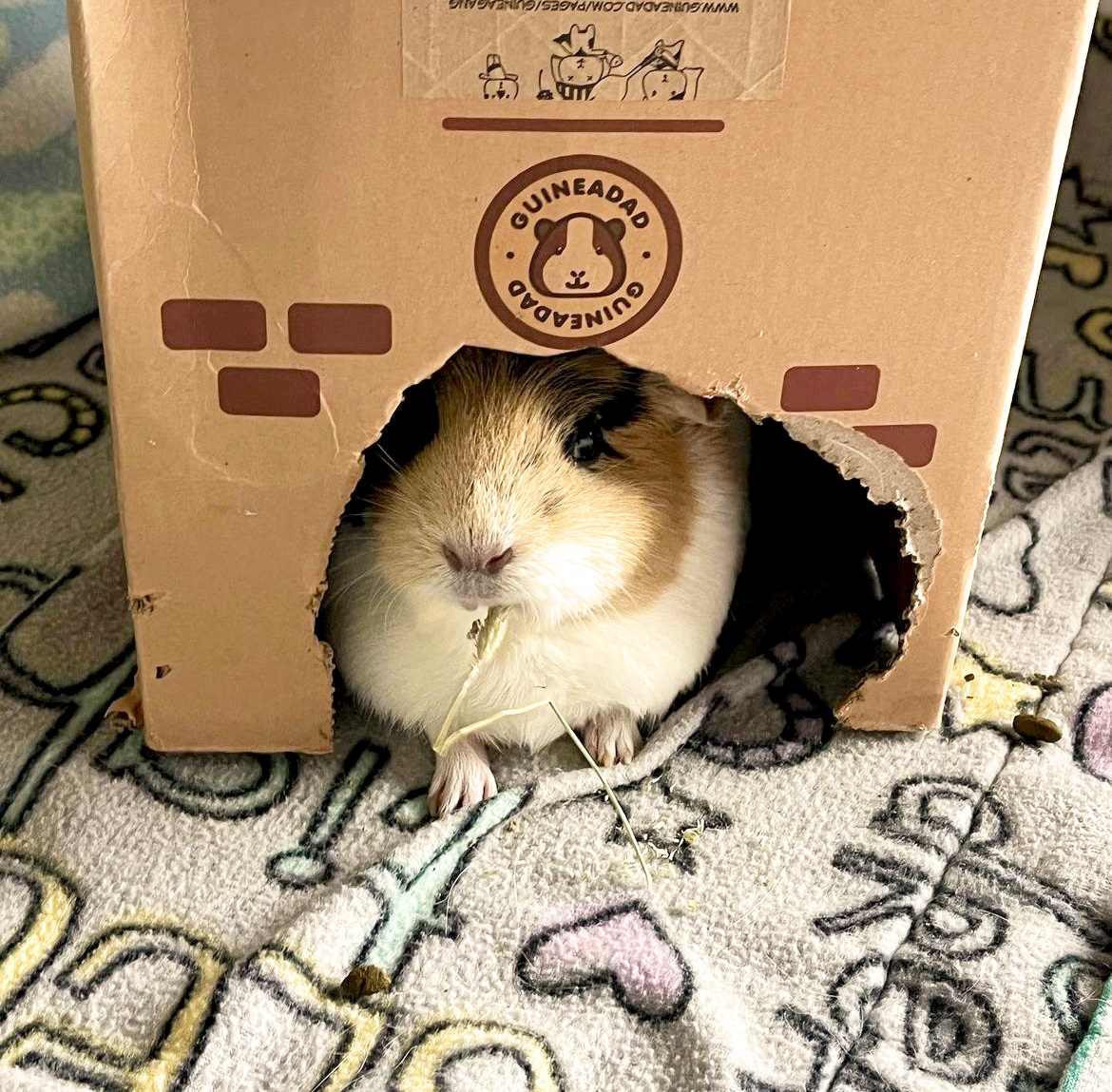 GuineaDad's tweet photo. This week's #GuineaDadModel is @martinezpigz!! Look at how cute 🥺💞
🏚️ Click the link to shop the GuineaDad Crunchy Condo!
https://t.co/jqzKHJeVXO
#guineapig #guineadad #guineapiglovers #guineapiglife #guineapigs #guineapighidey #guineadadcrunchycondo https://t.co/Tbz9DmpIBR