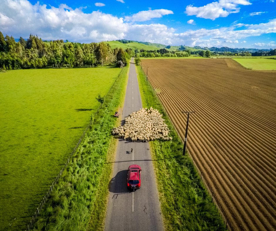 manawatudc's tweet image. 🚜 🚗 TRAFFIC SAFETY AND ROAD USE BYLAW REVIEW - STOCK ON ROADS 🐄 🐏
In 2020, the farming community made their voices heard regarding initial proposals on stock movements on roads. 
We've come up with alternative proposals. Find out more below 👇:
ow.ly/pbXZ50LKnuV