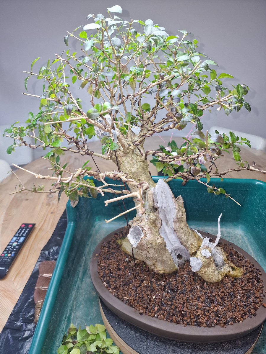 slashBonsai's tweet photo. Privet Defoliated
https://t.co/2O3tN3u8cH https://t.co/jIC7qODFgR
