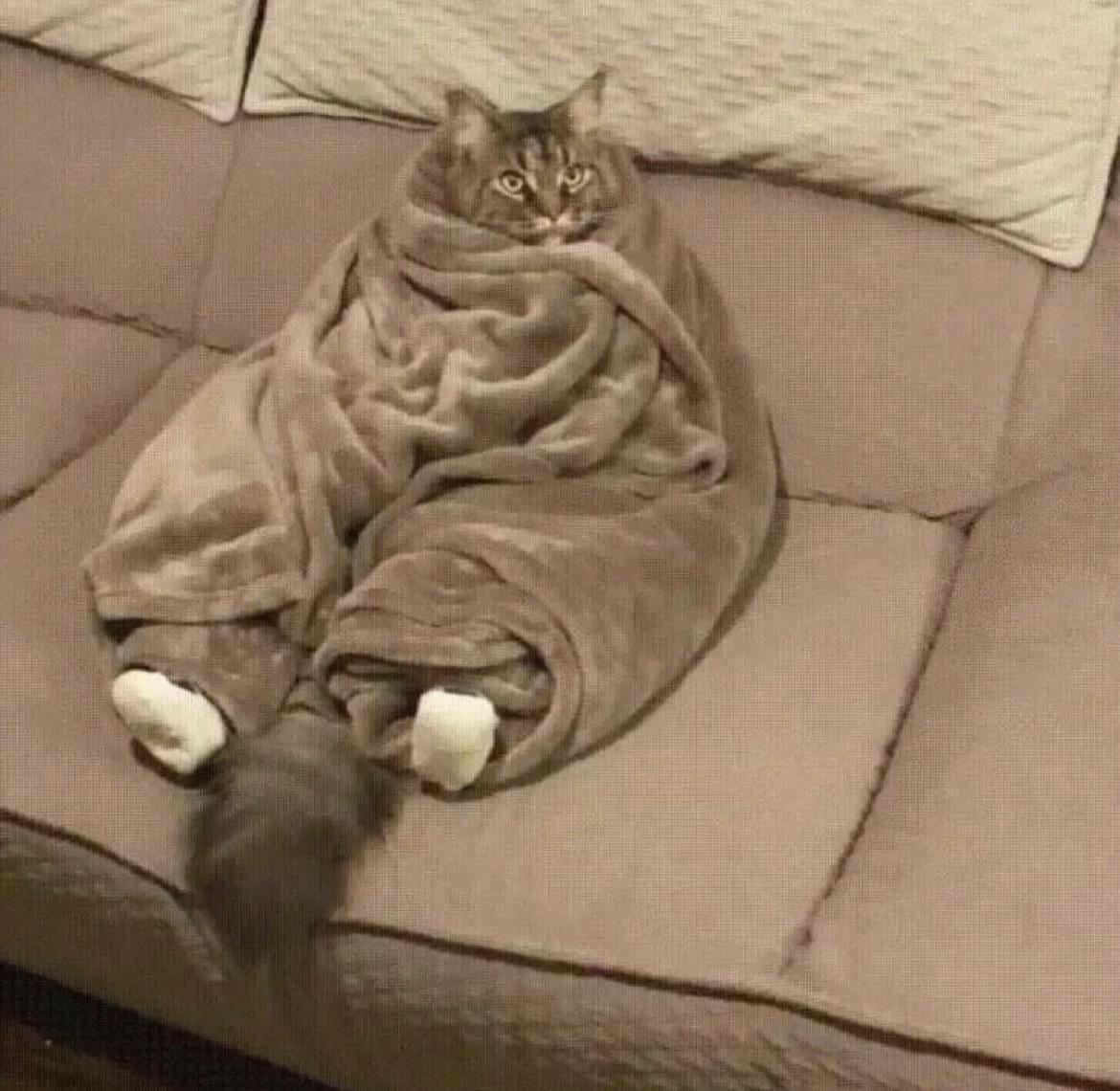 Кот в одеяле