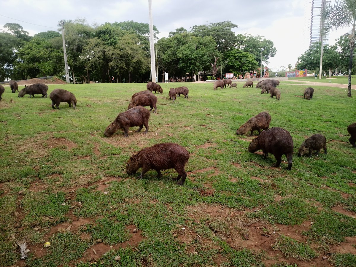 devlucaslopes's tweet image. Capivaras ♥️