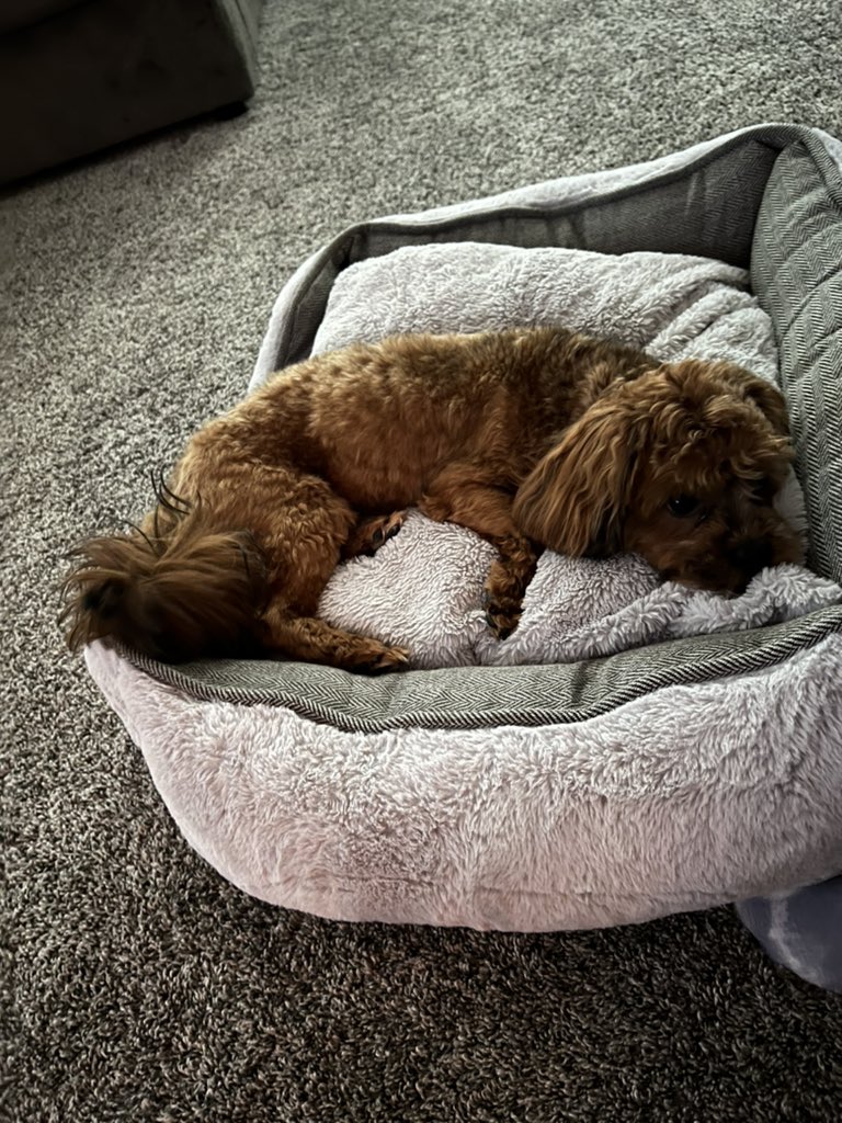 Milo_Shihpoo's tweet photo. 🥰 https://t.co/BhY95EwJSf