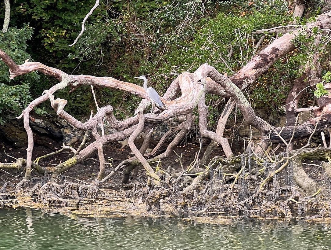 A beautiful trip along the picturesque #helfordriver a magical Christmas Present! Perfect for locals and visitors. Private Charters &amp; Champagne Cruises available too! Click here to buy #giftvocuhers #feelgoodgifts

bit.ly/3EJWKlS