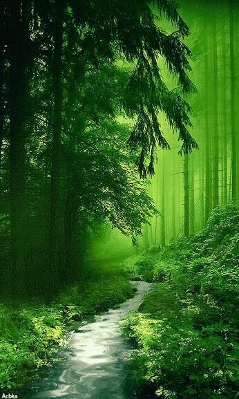 akruidhof12's tweet photo. #MagicForrest https://t.co/bJQpzEX6fO