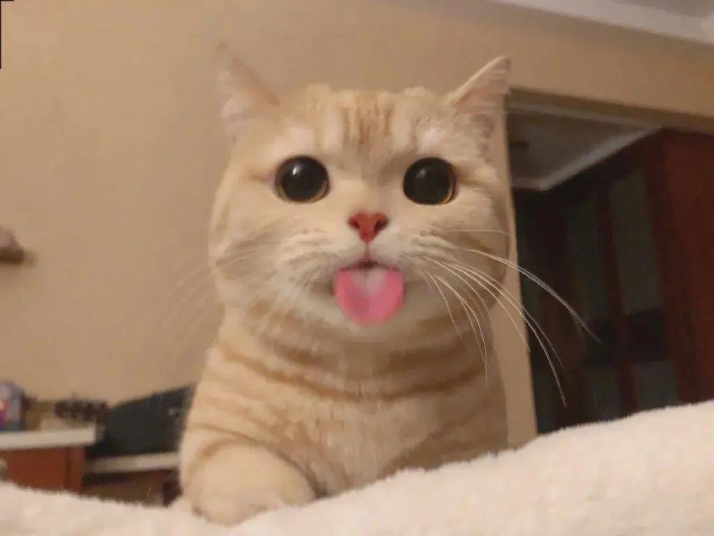 catIrry's tweet photo. 😋 https://t.co/hr3o0qxtWl