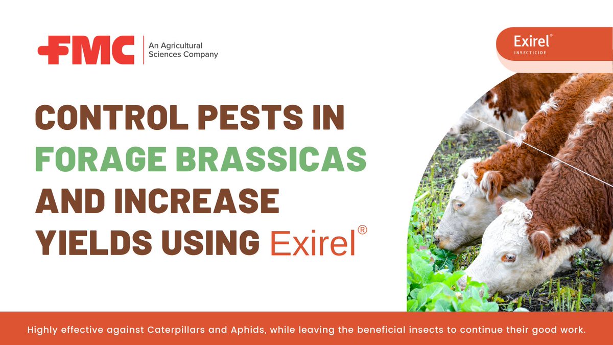 FMCANZ's tweet photo. #Exirel® is your IPM friendly solution to control grubs like #diamondbackmoth providing a rapid feeding cessation and cross spectrum control. Read more about Exirel® in Forage Brassica here: https://t.co/s6g4N8QsbB https://t.co/hfQYbHbasF