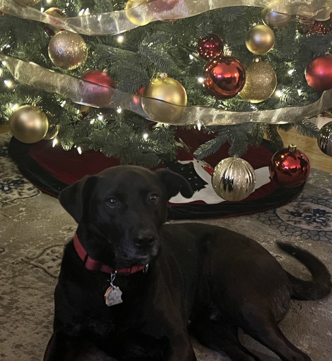 FinTheDog2's tweet photo. It’s beginning to look a lot like Christmas 🎄 https://t.co/fGhtqllLvZ