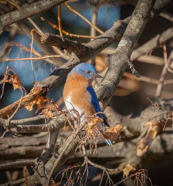 slashBirding's tweet photo. Eastern bluebirds
https://t.co/olctBZwMI2
#birding https://t.co/jAKWBW2Gky