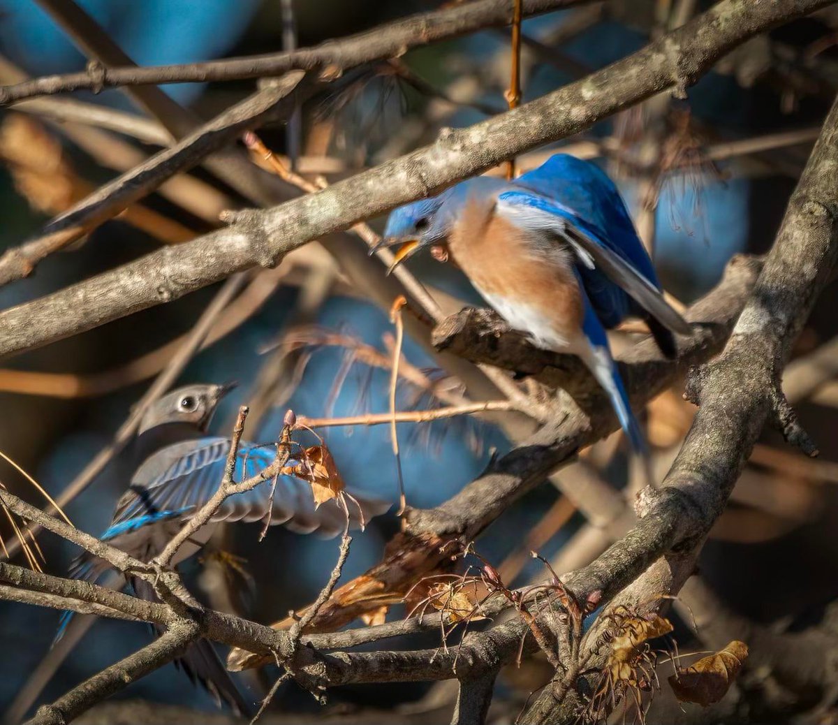 slashBirding's tweet photo. Eastern bluebirds
https://t.co/olctBZwMI2
#birding https://t.co/jAKWBW2Gky