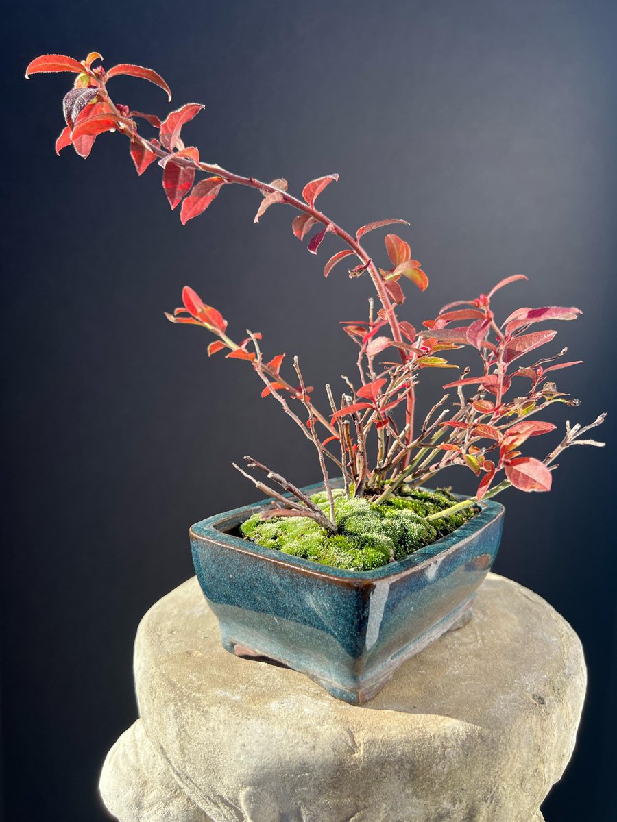 late fall vibes. low bush blueberry kusamono
reddit.com/z5q8v1