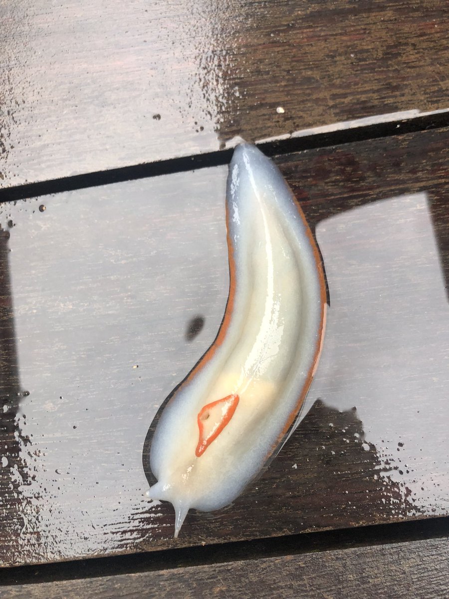 _natashagarner's tweet photo. Please enjoy this cool, slimy beast enjoying the rain 🌧️ Australia’s biggest terrestrial slug! #RedTriangleSlug https://t.co/2ugNh3HBym