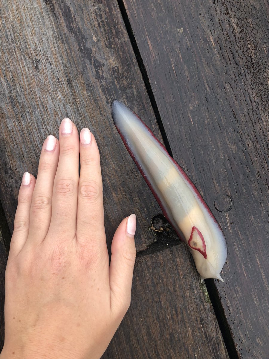 _natashagarner's tweet photo. Please enjoy this cool, slimy beast enjoying the rain 🌧️ Australia’s biggest terrestrial slug! #RedTriangleSlug https://t.co/2ugNh3HBym