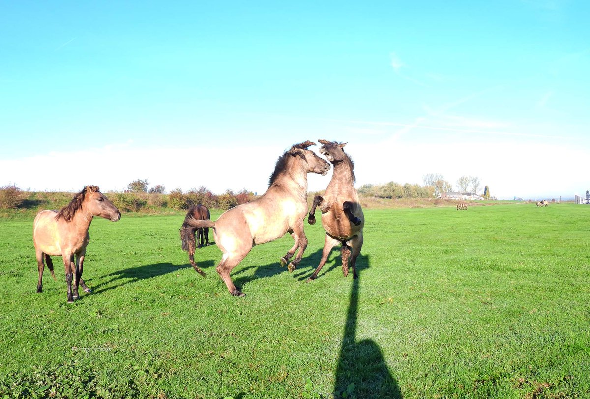 Kittydabunik's tweet photo. #koniks #konik #paarden #hengsten #stallion ... gwoon mar bij un poaltje goan stoan en #camera ien de oanslag ๐ #๐ธ... noa hun ding te hebbe gedoan, #leidhengst snel terug noaf zn #harem #Doornenburg @FREE_Nature https://t.co/Vs31s1ESij