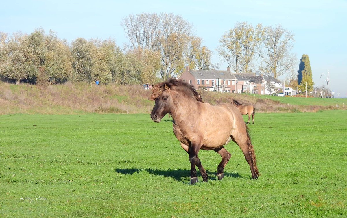 Kittydabunik's tweet photo. #koniks #konik #paarden #hengsten #stallion ... gwoon mar bij un poaltje goan stoan en #camera ien de oanslag ๐ #๐ธ... noa hun ding te hebbe gedoan, #leidhengst snel terug noaf zn #harem #Doornenburg @FREE_Nature https://t.co/Vs31s1ESij