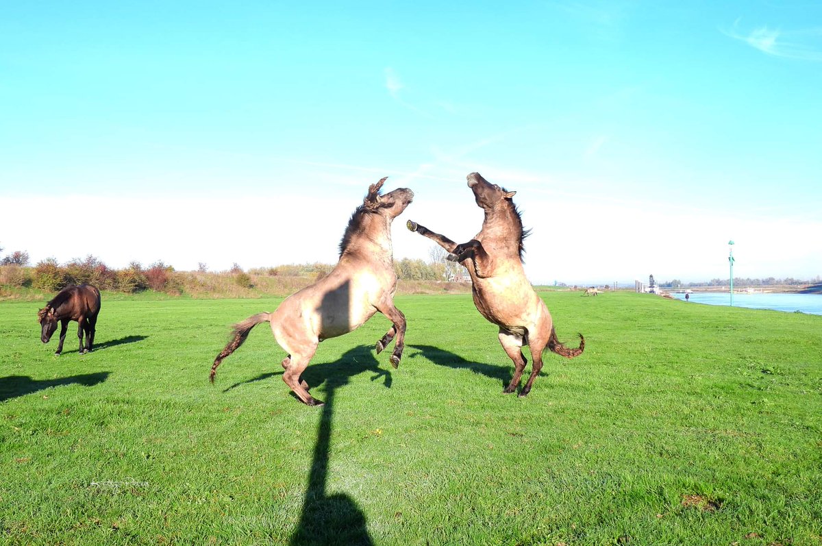Kittydabunik's tweet photo. #koniks #konik #paarden #hengsten #stallion ... gwoon mar bij un poaltje goan stoan en #camera ien de oanslag ๐ #๐ธ... noa hun ding te hebbe gedoan, #leidhengst snel terug noaf zn #harem #Doornenburg @FREE_Nature https://t.co/Vs31s1ESij