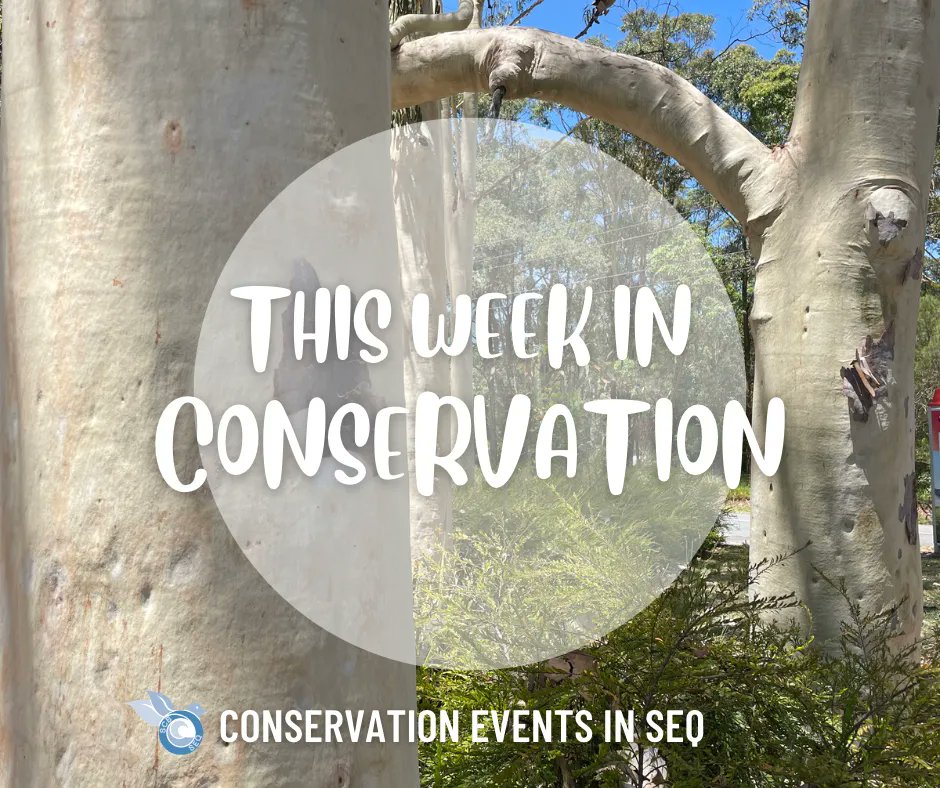 #ThisWeekinConservation Each Monday, we provide a curated list of upcoming conservation, ecology and citizen science related activities occurring throughout SEQ. Events are a great way to make new friends, learn something new and network. Find events here: buff.ly/3ennOhh