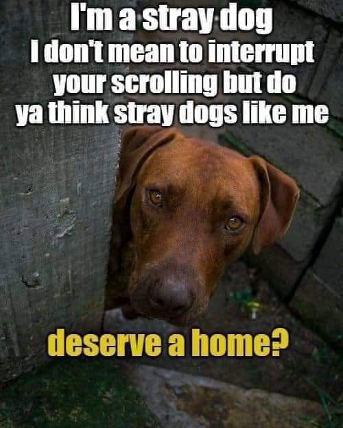 _XDogs's tweet photo. do you think stray dogs like me deserve a home 🥺❤️ ? https://t.co/w61isbYTrL