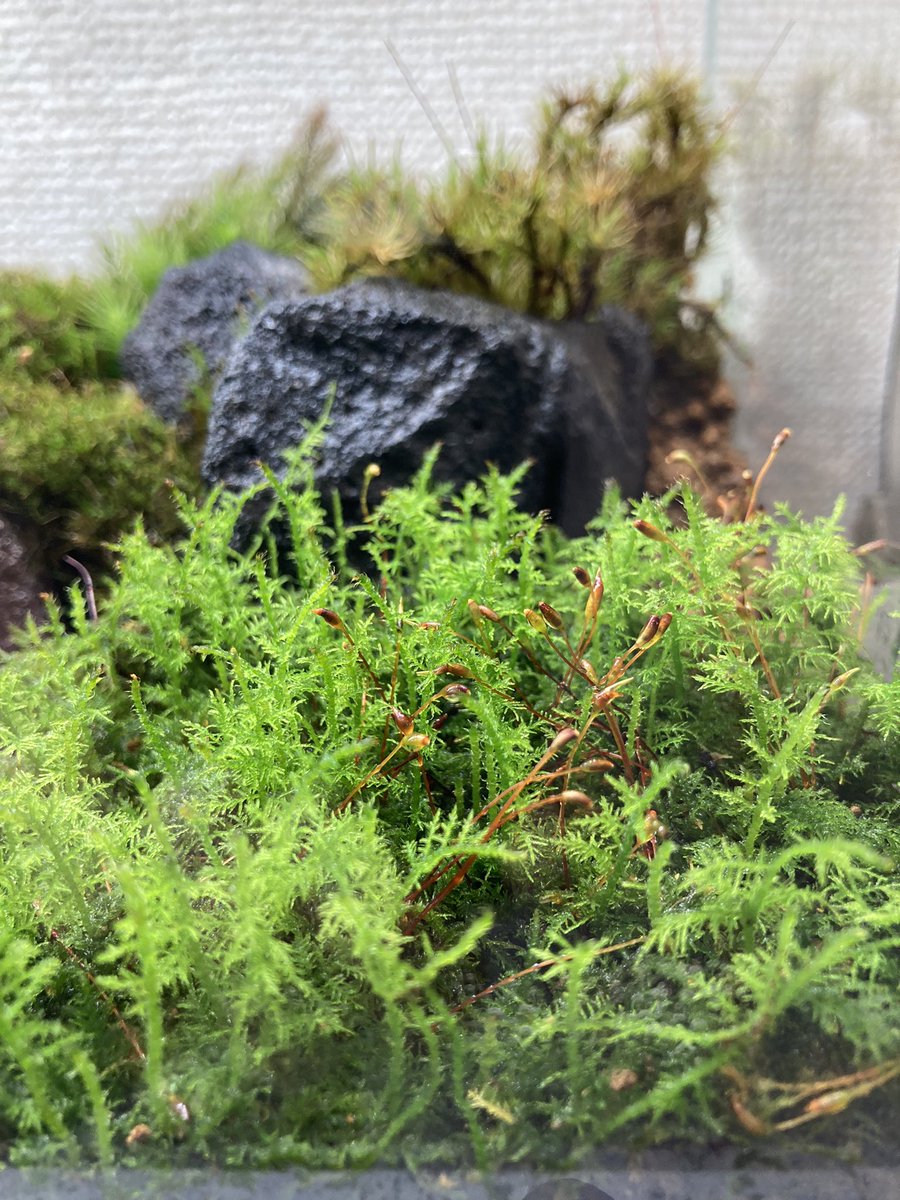 シノブゴケはかなり元気💪🌱
ひさびさの更新ですが🤣✨
＃コケリウム
＃苔