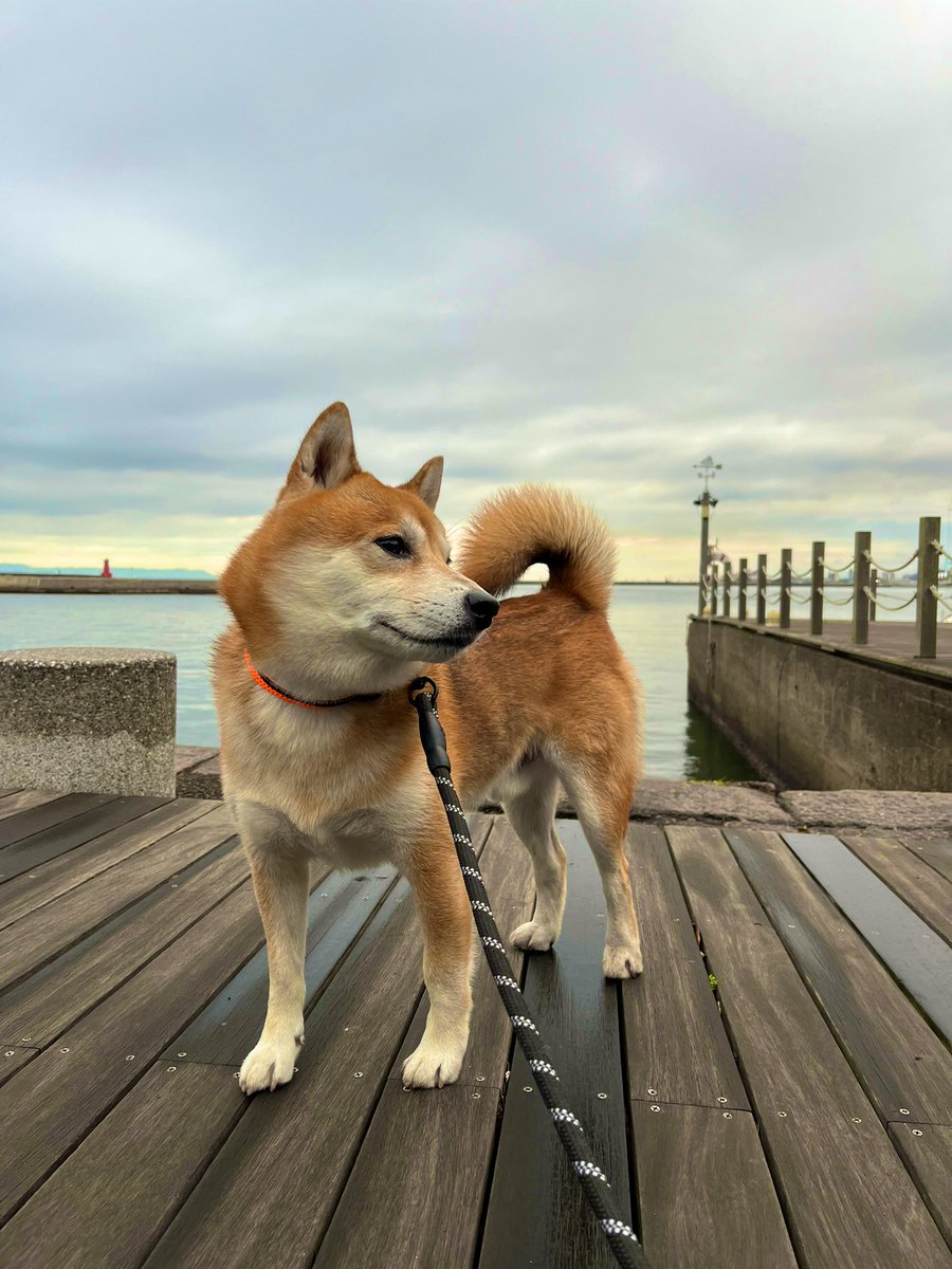 #柴犬 #犬 #愛犬 #dogs 

今週もがんばるぞ！ https://t.co/HljWS815qu