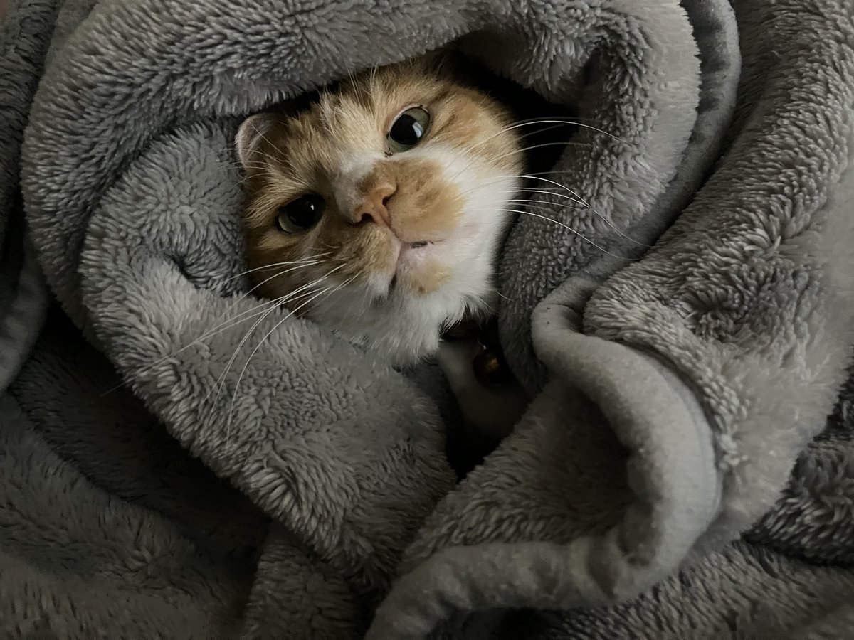 domoten37's tweet photo. 1番の冷え込みデス！
#domoten37 
#ぱっぱちゃん
#保護猫
#猫部屋
#猫のいる暮らし
#猫のいる生活
#猫好きさんと繋がりたい
#茶トラ
#茶白 https://t.co/Cbd9zi9d32
