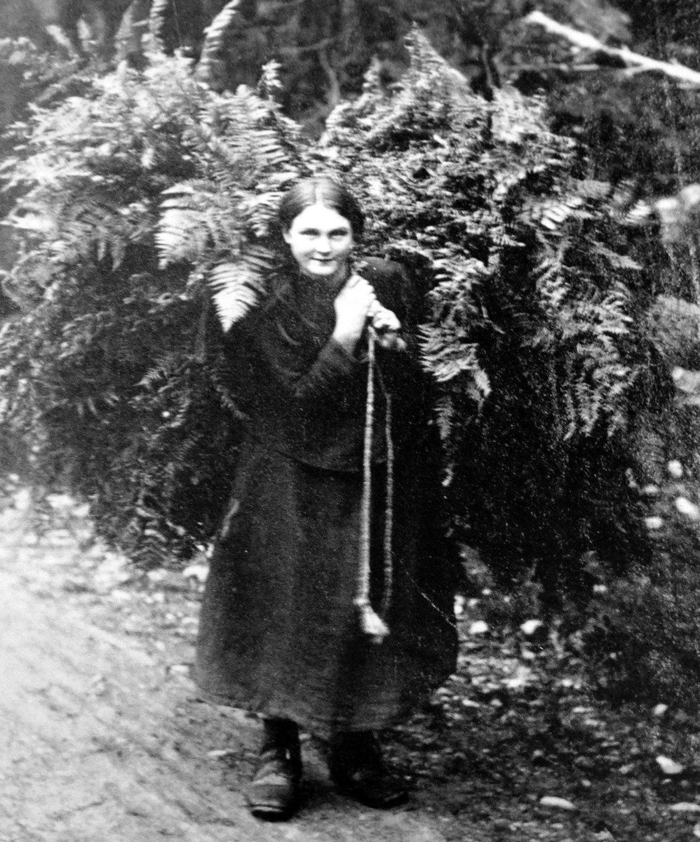 tourscotland's tweet photo. Old Tour #Scotland Ancestry Travel visit Genealogy Family History Blog photograph and story of #Crofter gathering bracken in #Great #Glen #Bracken can be found in the #Highlands, #Hebridean #Islands and #Orkney and #Shetland https://t.co/WCZJH7kwsy https://t.co/3WyR3ut7l9