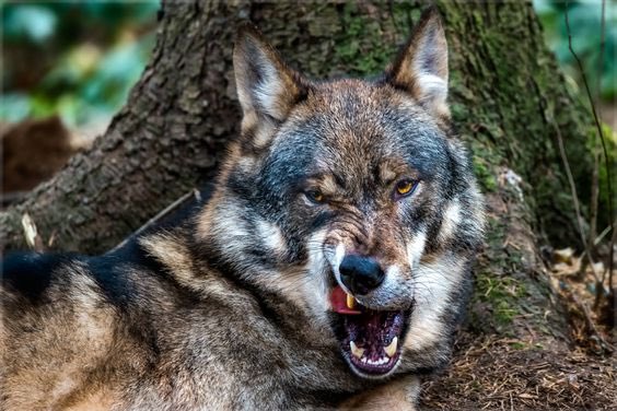 He’s in a foul mood today. Beware. 

#goldenpack